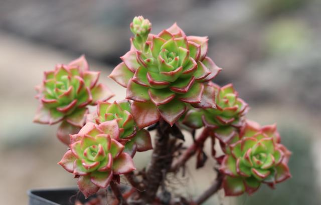 如何养殖多肉新手养多肉注意事项,新手养多肉最好方法40字