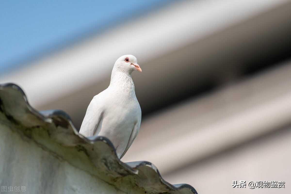 鸽子在顶楼里会热死吗,鸽子夏天楼顶直晒会热死吗