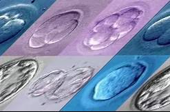 胚胎｜说说胚胎那些事