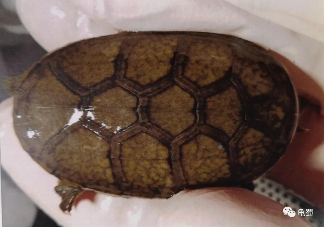 minimonster杭州,minimonster绘本