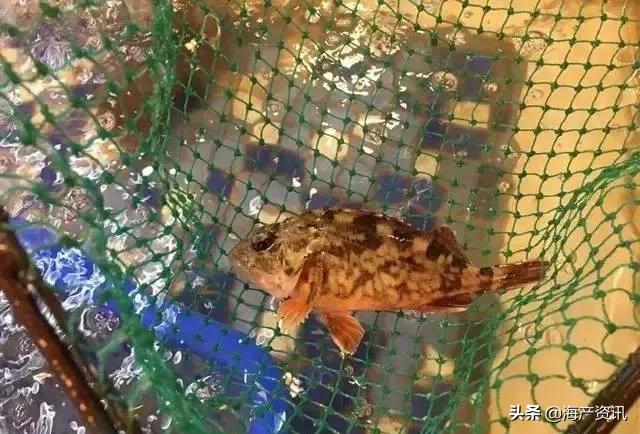 海鲜市场这4种鱼人工无法养殖,海鲜市场适合养什么鱼