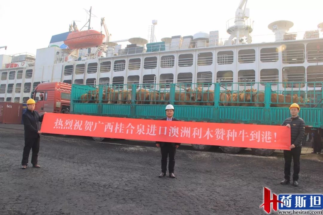 6000多头“澳妞”登陆京唐港中澳贸易即将零关税安格斯关税直降2%