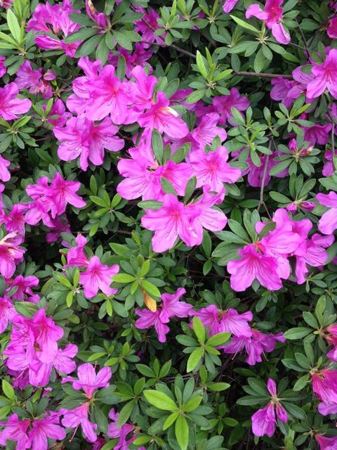 详细描写迎春花各种形态,迎春花形态特征