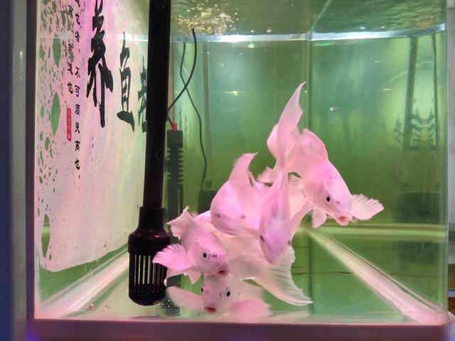 新鱼有鳃病怎么办,新鱼有了应激反应怎么办