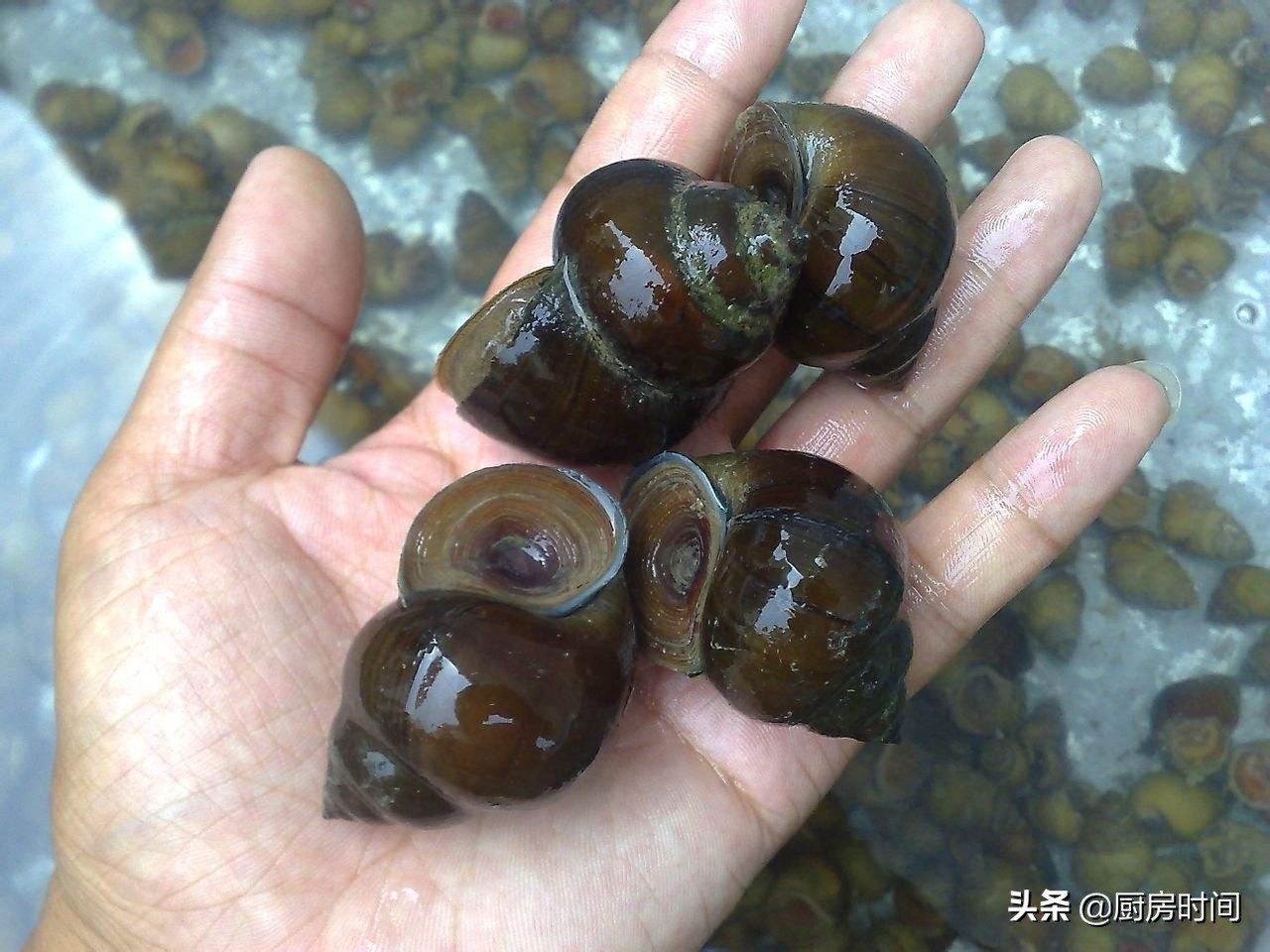 回农村过暑假的孩子太令人羡慕了，原来这些稀罕野味竟能随手可得