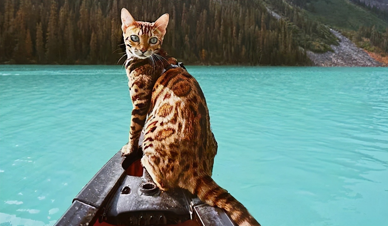 十大最贵的猫是哪个品种,最值钱的猫是什么品种