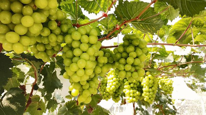 楂樻牎瀛︾敓鐪间腑鐨勫叡闈掑洟,楂樻牎鐢熺溂涓殑鏃朵唬鍙樿縼