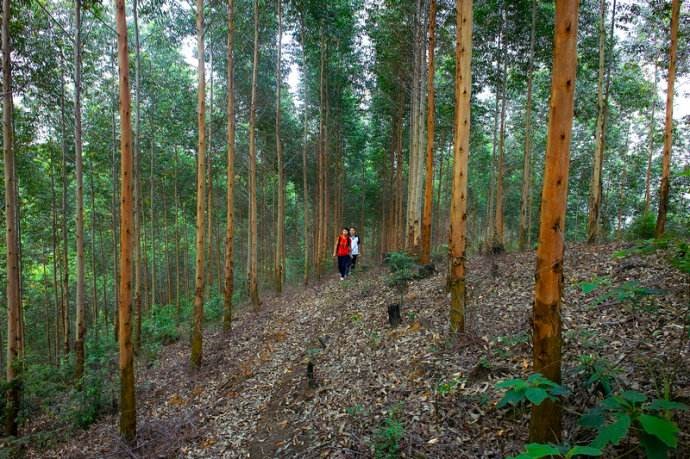 草甘膦残留期及对人体的危害,草甘膦农药危害成分