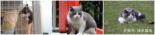 英短沐米猫怎么养,英短蓝剑猫咪怎样养