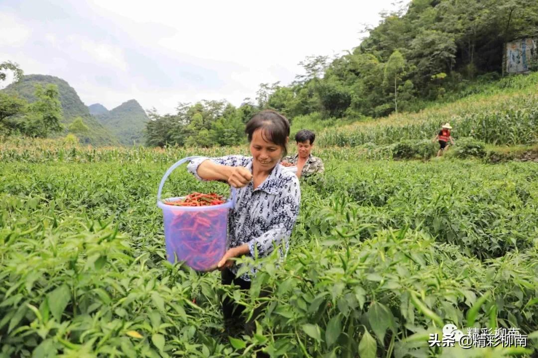 乡镇辣椒丰收信息,火红的辣椒映出红红火火的日子