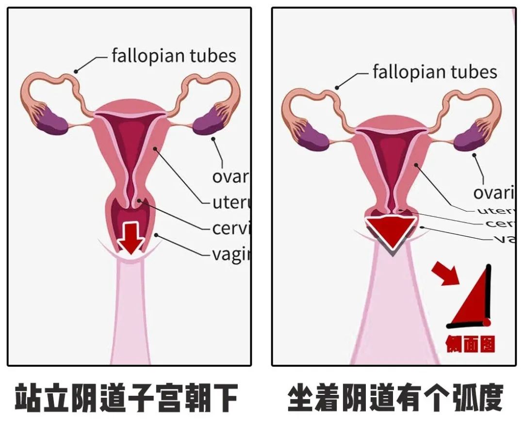 泳池里有“小蝌蚪”，女生游泳会怀孕吗？