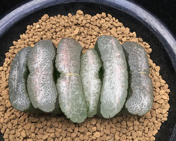 多肉植物一年四季可以晒太阳吗,夏季怕热怕晒的多肉植物