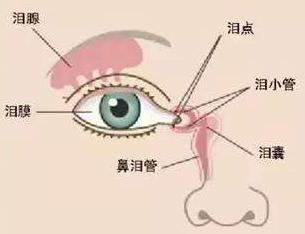 眼睛见风流泪怎么回事,眼睛辣痛流泪怎么回事