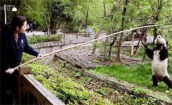 大熊猫为啥突然开始吃素了,大熊猫为什么从吃肉变成吃素的