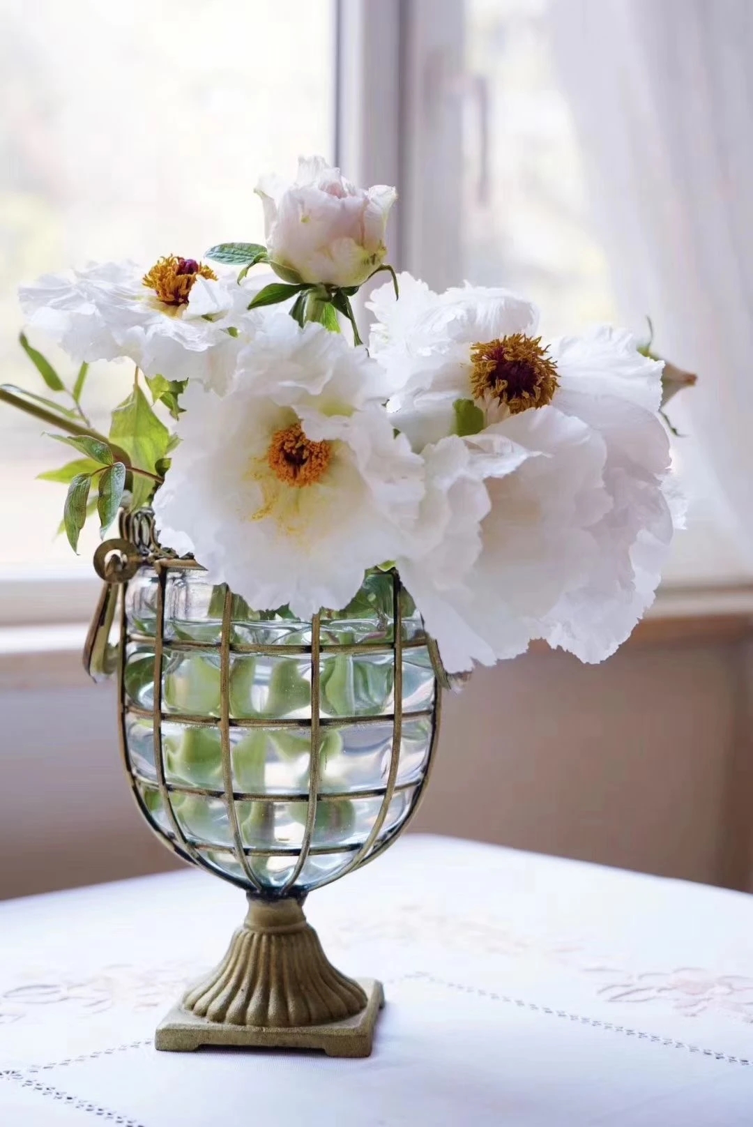 植库‖跟随仙气飘飘的油牡丹，追寻春天的步伐