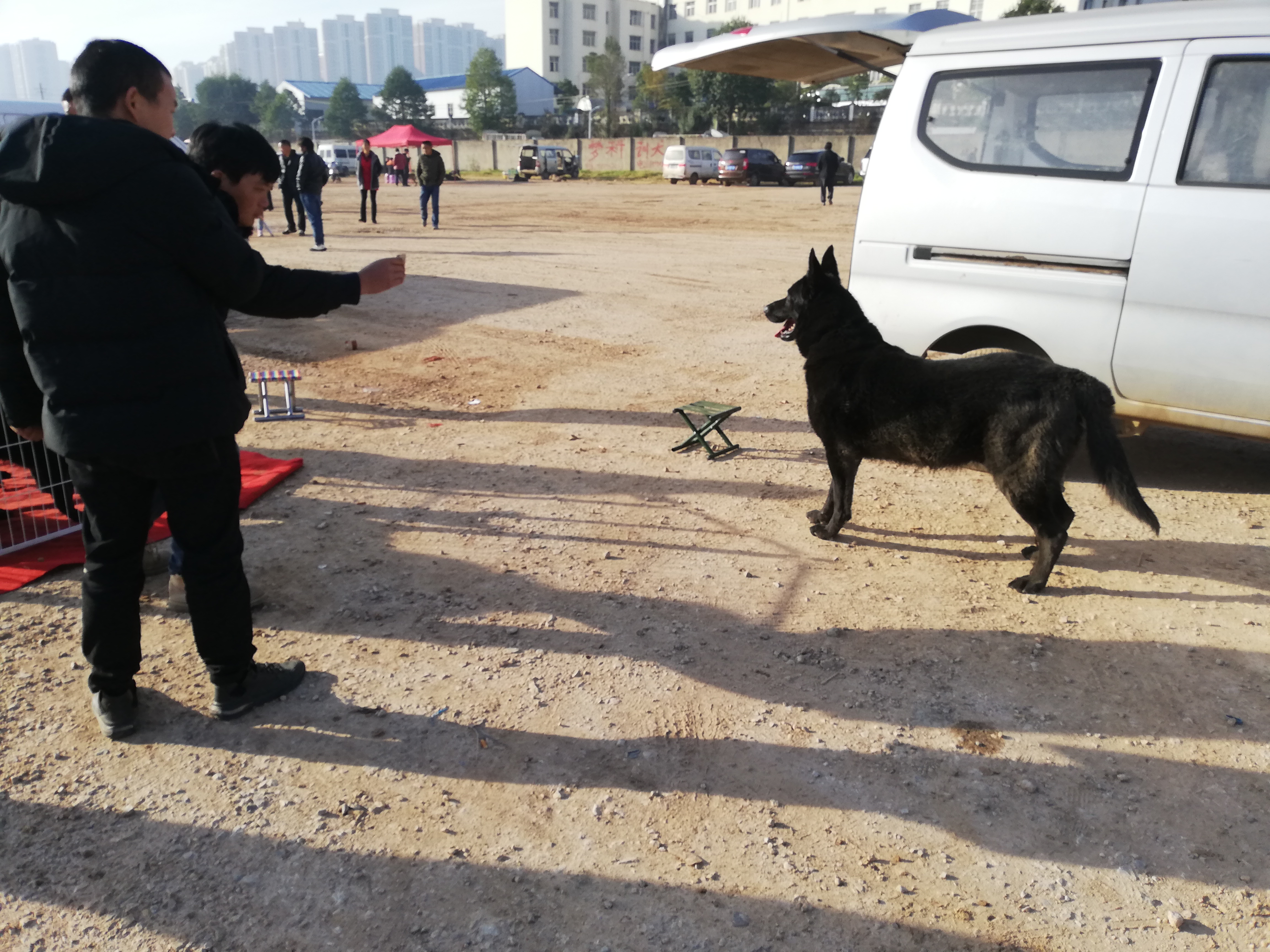 自家的黑狼犬出售,最便宜黑狼犬幼犬出售最新