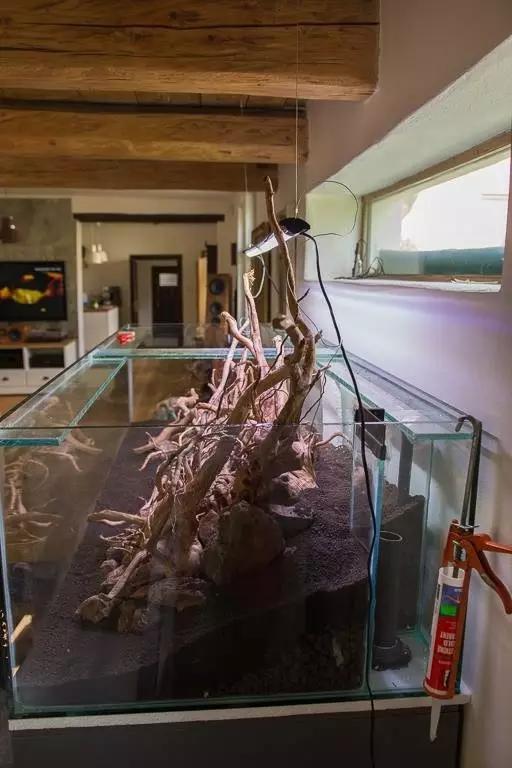 本色水景水草造景培训,本色水景水草培训