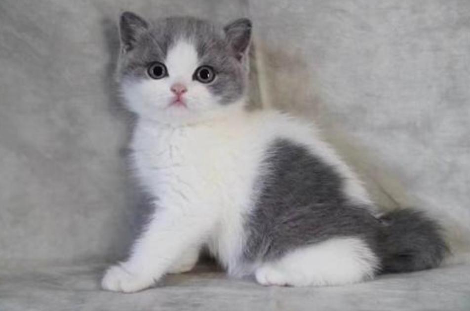 新猫到家很怕主人怎么办,新猫到家如何消除恐惧