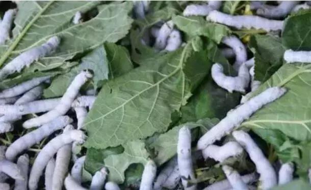 靖远民国以来民间工匠及职业介绍