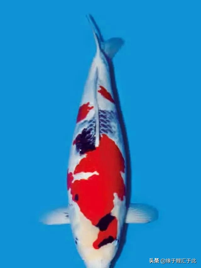 锦鲤充血怎么治疗用什么药,锦鲤充血的具体原因及解救方法