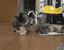 可爱小橘猫长大,小橘猫1个月很丑