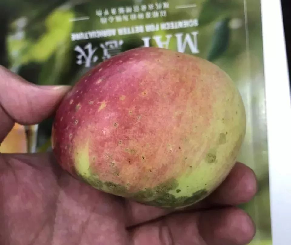 吃苹果不小心吞了虫子有什么后果,吃苹果咬到多少条虫最可怕