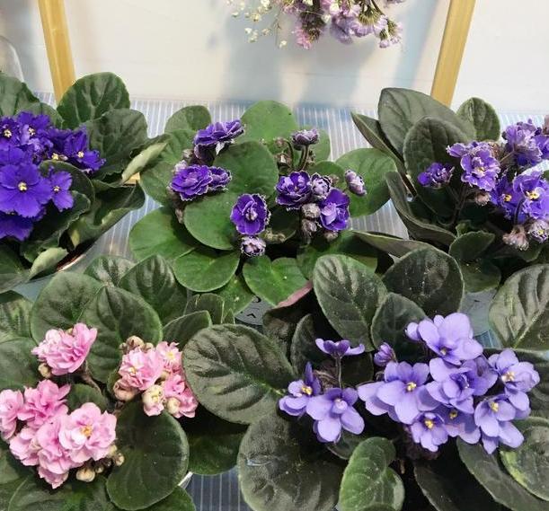 养花懒人绿植,懒人养花推荐花香四季开