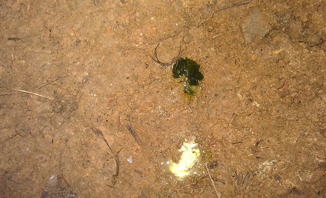 鸡拉白色和绿色粪便怎么治,鸡拉绿色粪便怎么治