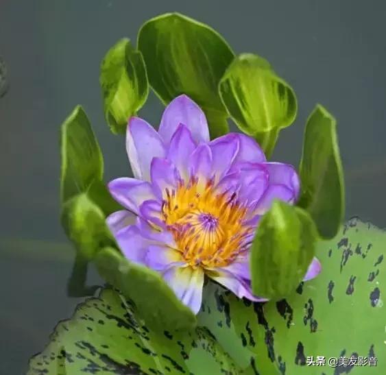 江南可采莲莲叶何田田全诗讲解,有关莲的古诗词大全