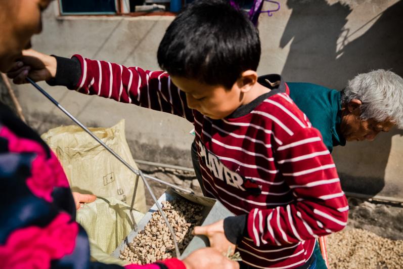 收17元卖1567元，云南咖农苦不堪言，拼多多用这方法帮了农民大忙