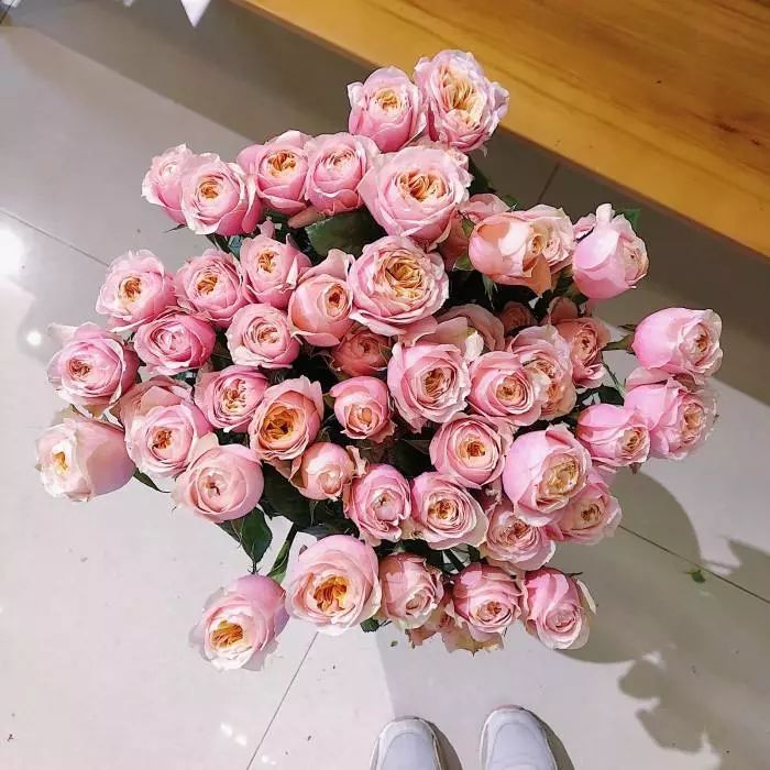 一篇文章带你认识三亚40种花,鲜花图鉴一次性认识30种玫瑰花