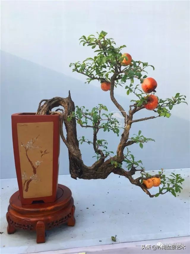 鎺㈡灊妞嶇墿,鎺㈡灊