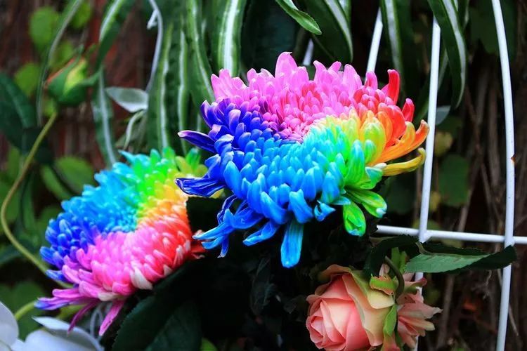 花中四君子菊花国画用笔,花中四君子菊花高清图片