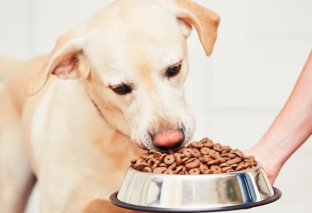 狗狗为什么胖不起来,狗狗长胖不长高咋办