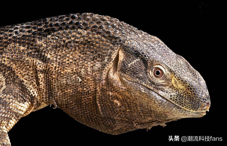 盘点那些美丽的动物,美丽且濒危的动物