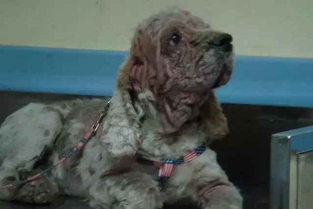 宠物皮肤病特效药有哪些,宠物常见的皮肤病药