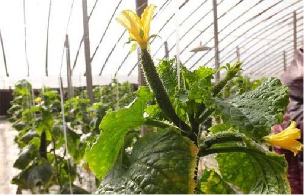 黄瓜怎样施肥才能丰产,最丰产的黄瓜品种
