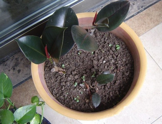 花卉扦插方法教程图解,怎么插一枝花教程简单