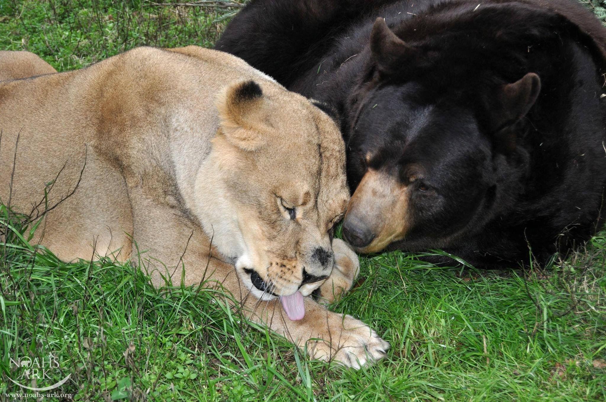 棕熊和东北虎谁活得更久,棕熊和狮虎