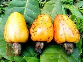 世界稀奇水果品种大全,世界热带奇特水果品种介绍