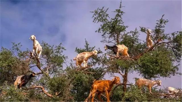 神奇植物“食羊树”，能够自己抓羊吃，村民一发现就要立马烧毁