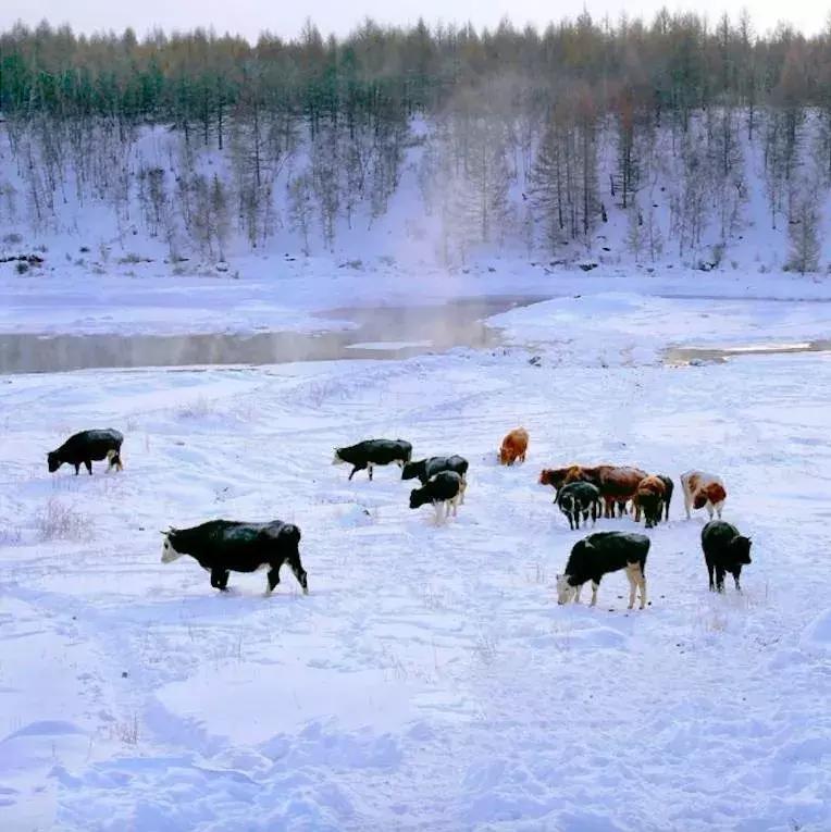 中国最美雪景地方,最适合旅游的雪国