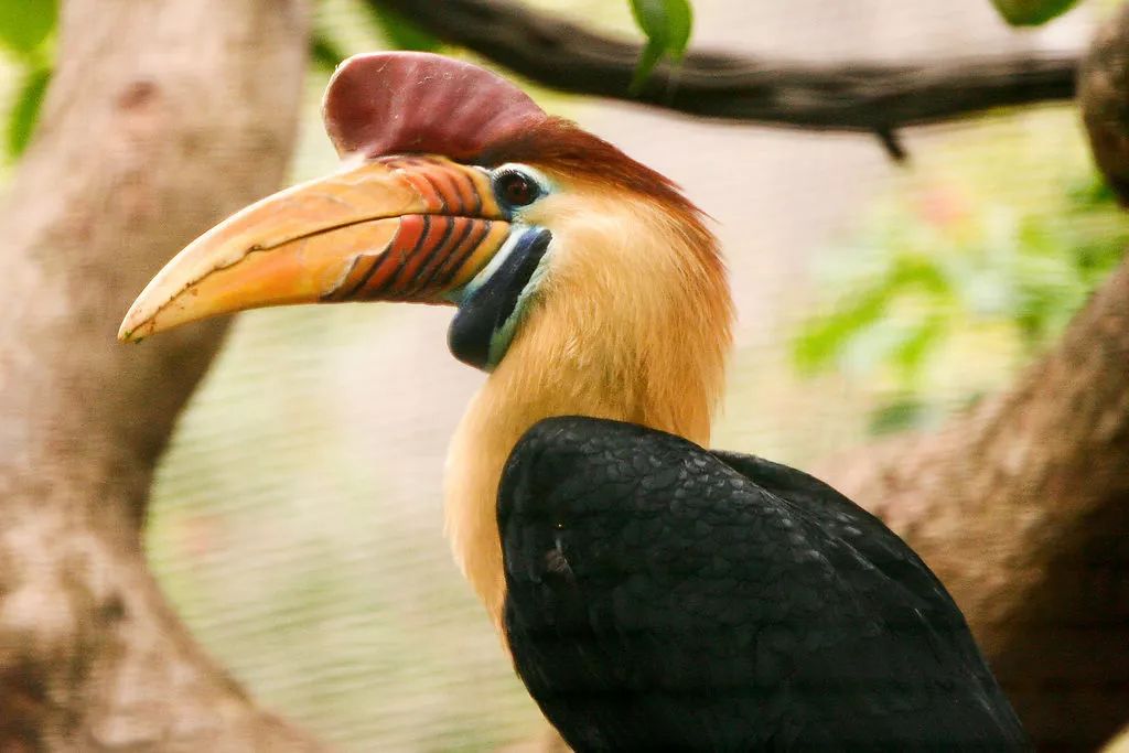 文玩背后的阴暗——鲜血淋漓惨不忍睹！人性居然能恶毒到如此地步