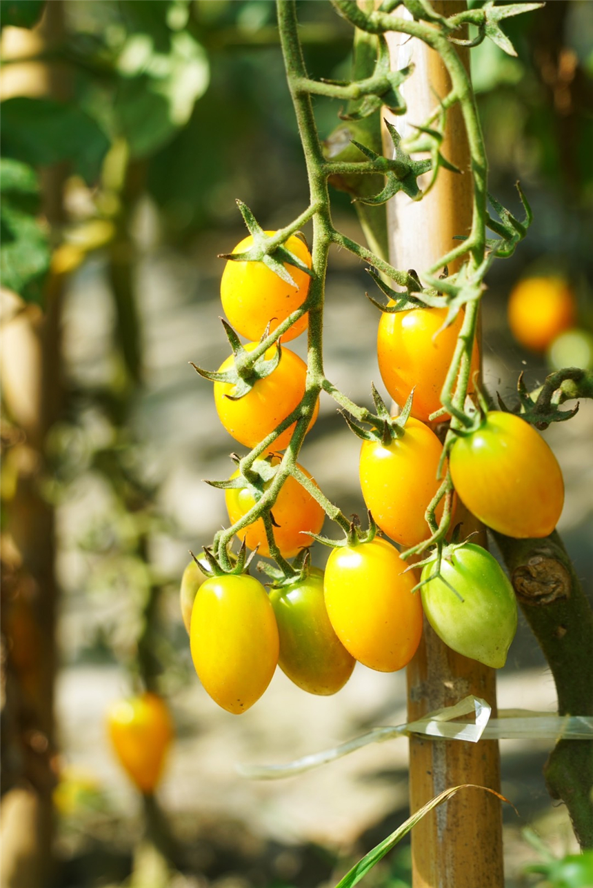 听评弹江南古镇的夜晚,苏州听评弹一日游