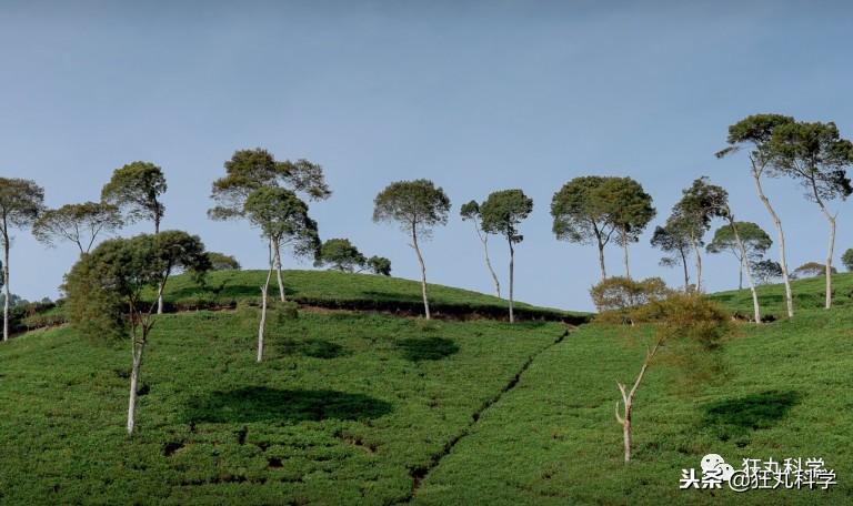 家里阳台上全是花草,家里阳台上的绿植