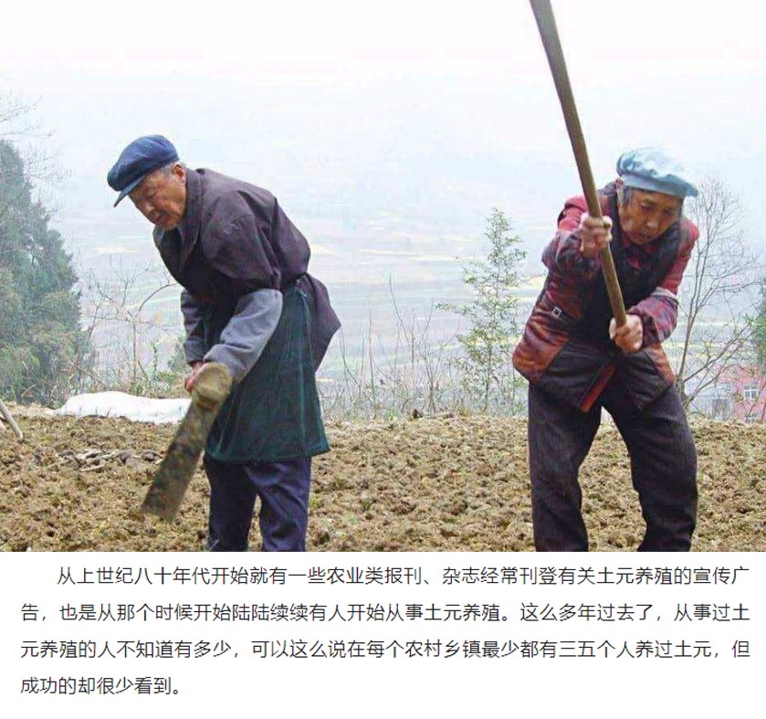 哪里回收养殖土元,养土元回收价格