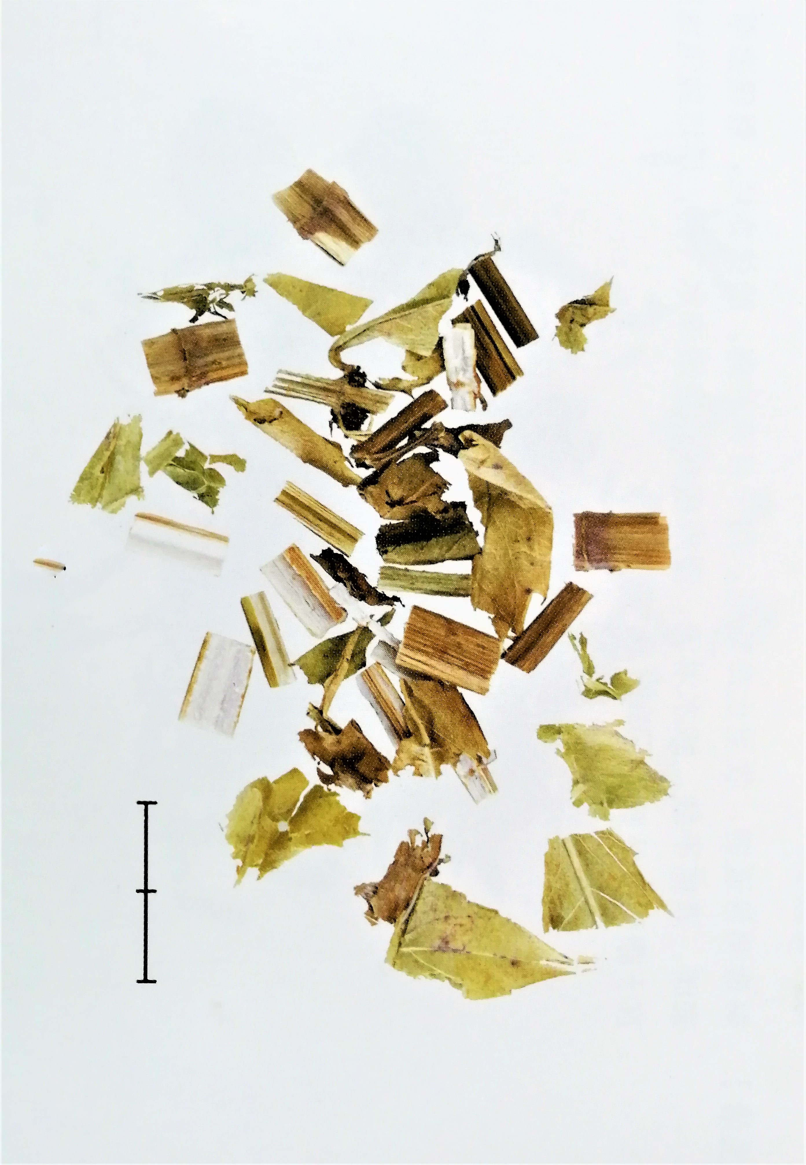 止痛中草药第一名,散瘀止痛的最佳方法