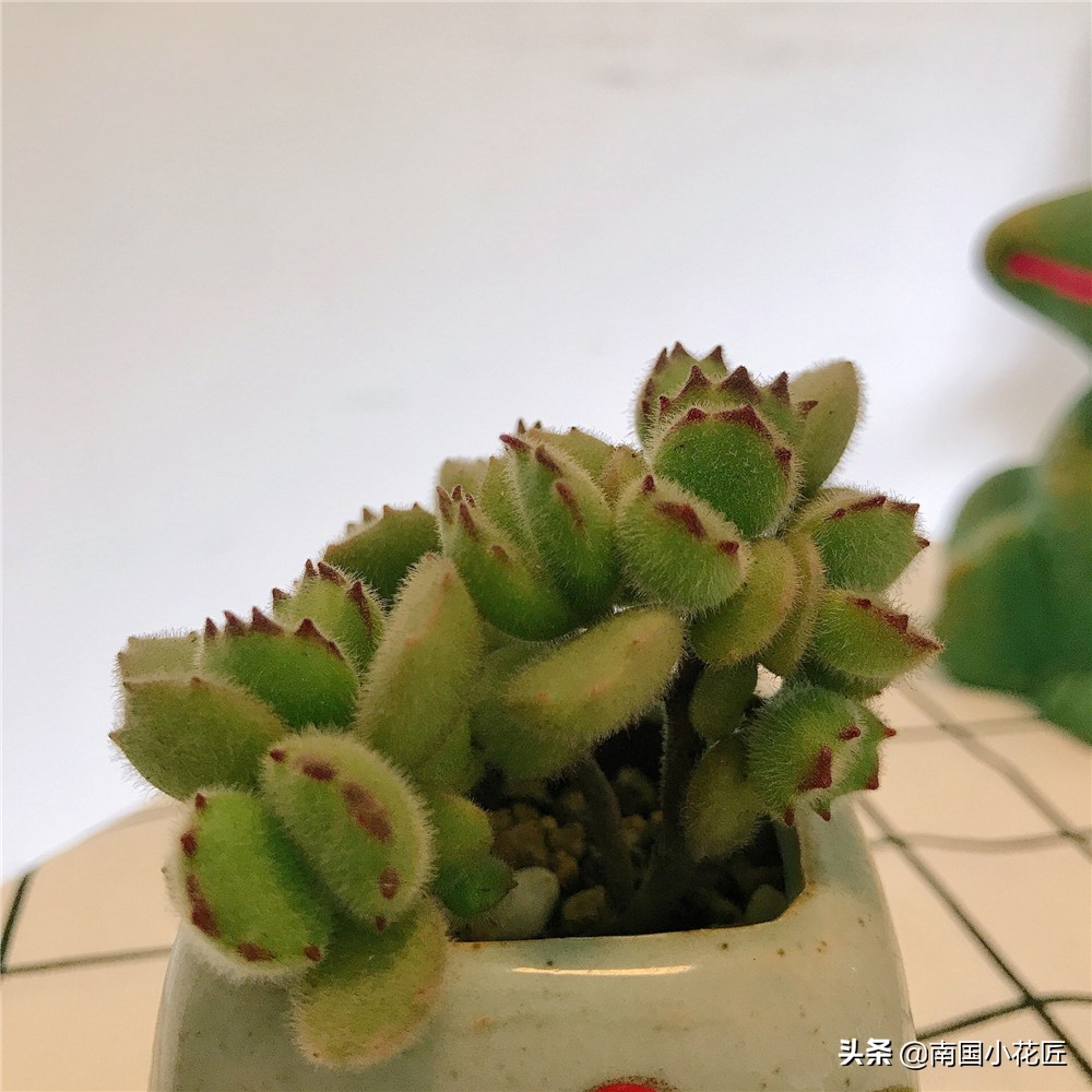 50元小熊多肉,小熊多肉多少钱一棵