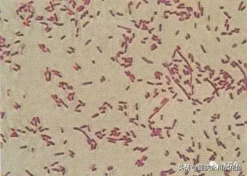 鱼出血病的防与治,鱼类出血性疾病