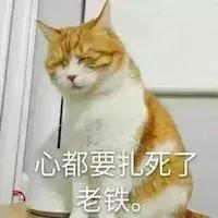 导致猫咪死亡率最高的疾病,猫咪尿道感染是什么原因引起的